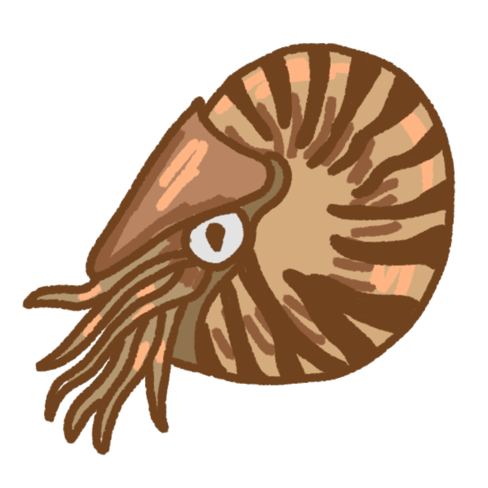 A drawing of a nautilus